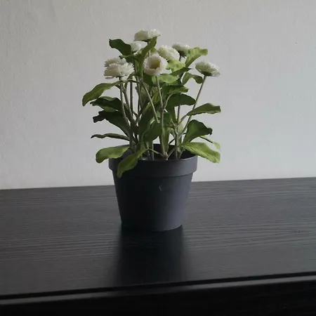 Kongebrogade 77 Апартаменты *